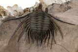 Kettneraspis Trilobite With Selenite Crystals - Lghaft, Morocco #339952-3